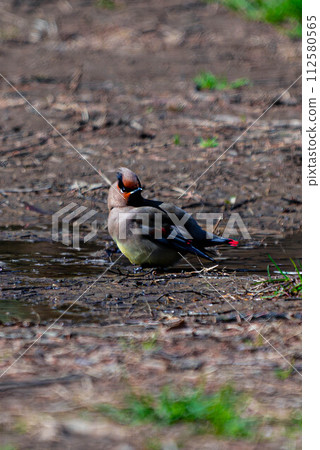 A waxwing that drinks water cautiously 112580565