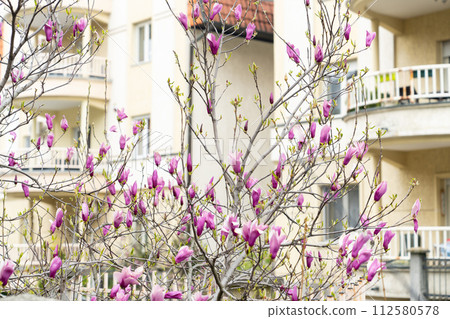 Blooming magnolia on a city street Blooming magnolia on a city street 112580578