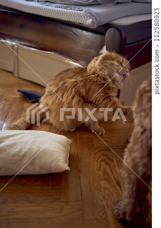 a red cat and a cockapoo are fighting against the background of a bed covered with cardboard to protect from pets 112580925