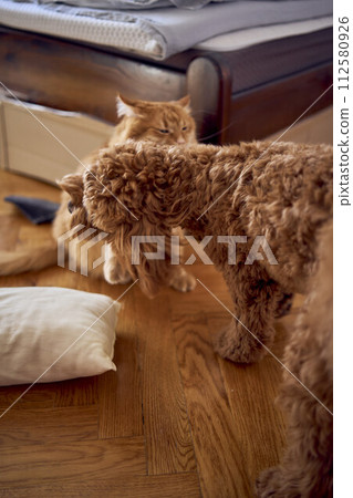 a red cat and a cockapoo are fighting against the background of a bed covered with cardboard to protect from pets 112580926