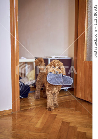 the cockapoo stole the slipper and walks around the house with it 112580935