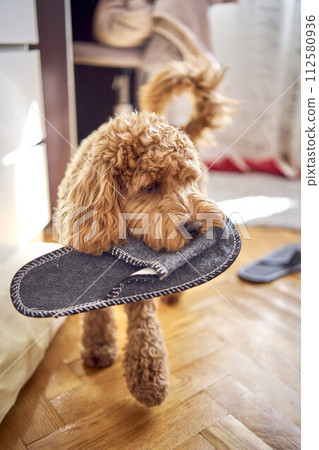 the cockapoo stole the slipper and walks around the house with it the cockapoo stole the slipper and walks around the house with it 112580936