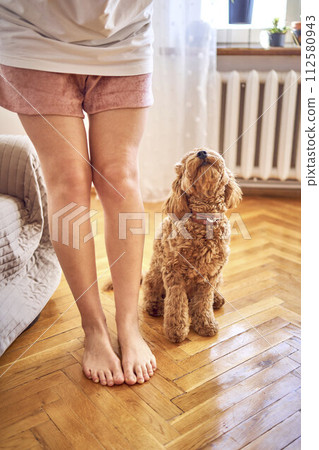 young woman trains her cockapoo 112580943