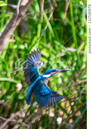 Kingfisher spreading its wings Kingfisher spreading its wings 112580976