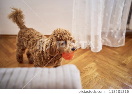 the cockapoo carries a small orange ball in its teeth 112581216