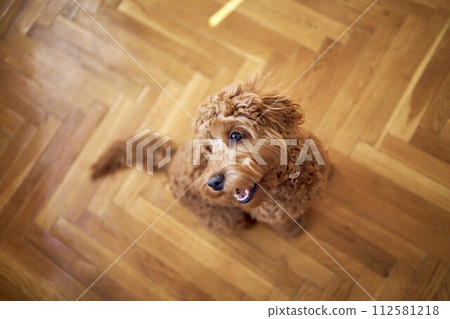inquisitive cockapoo girl looks up at the camera inquisitive cockapoo girl looks up at the camera 112581218