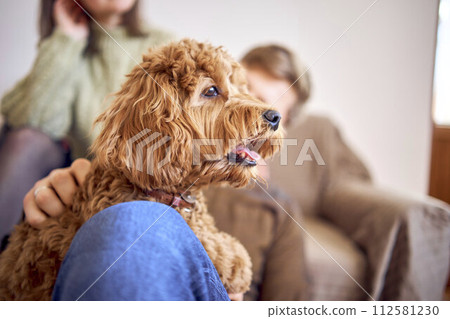 a cockapoo breathes with its mouth open in the arms of its parents 112581230