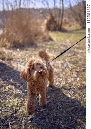 A 7-month-old cockapoo girl on a leash walks on a sunny day 112581267