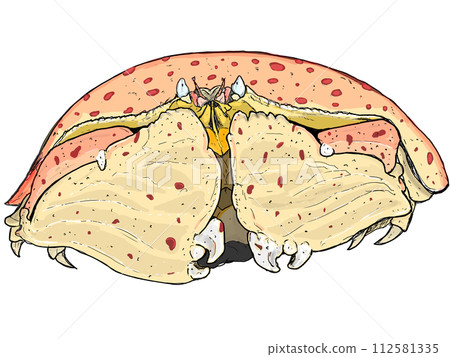 Illustration of crab (carappa) 112581335