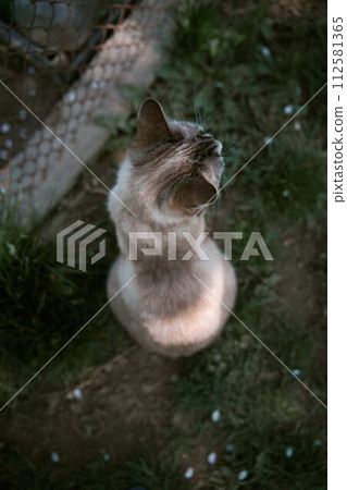 Siamese cat in spring garden 112581365