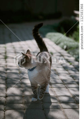 Siamese cat in spring garden 112581368