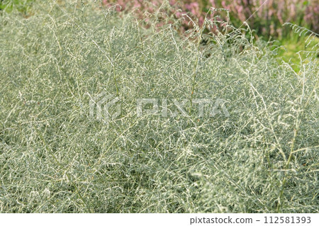 Asparagus albus grow in garden. Aromatic plant is growing outdoors. Growing spices for further use. Farming and harvesting. 112581393