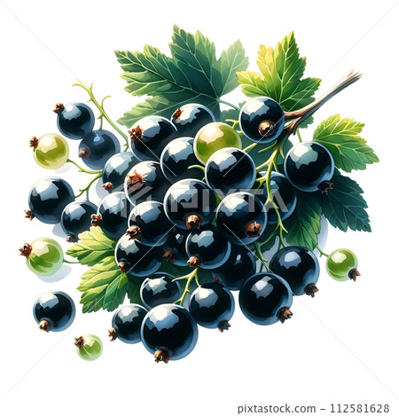 black currant isolated on white background 112581628