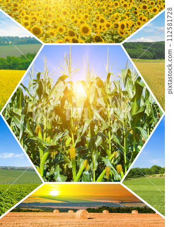 Agricultural fields and blue sky. collage. Vertical photo Agricultural fields and blue sky. collage. Vertical photo 112581728