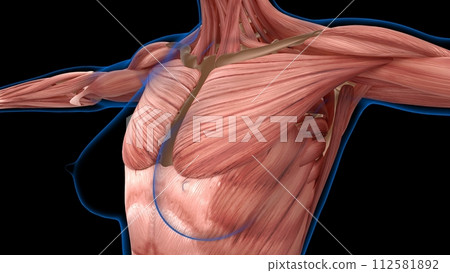 human female muscle anatomy for medical concept 3d rendering 112581892