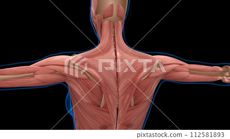 human female muscle anatomy for medical concept 3d rendering 112581893