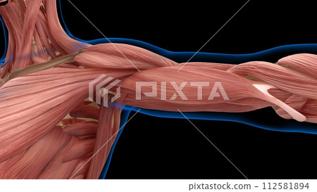 human female muscle anatomy for medical concept 3d rendering human female muscle anatomy for medical concept 3d rendering 112581894