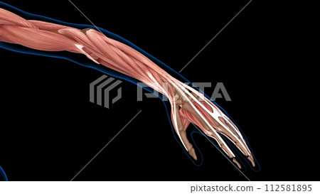 human female muscle anatomy for medical concept 3d rendering human female muscle anatomy for medical concept 3d rendering 112581895