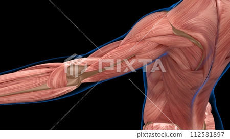 human female muscle anatomy for medical concept 3d rendering 112581897