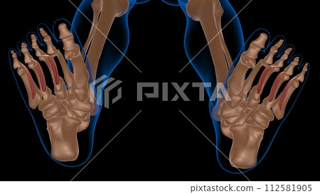 human female muscle anatomy for medical concept 3d rendering 112581905
