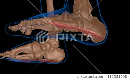 human female muscle anatomy for medical concept 3d rendering human female muscle anatomy for medical concept 3d rendering 112581908