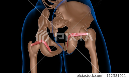 human female muscle anatomy for medical concept 3d rendering 112581921