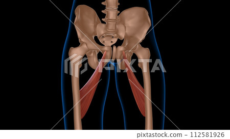 human female muscle anatomy for medical concept 3d rendering 112581926