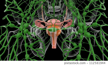 3D Illustration Female Urinary System With Uterus For Medical Concept 3D Illustration Female Urinary System With Uterus For Medical Concept 112581944