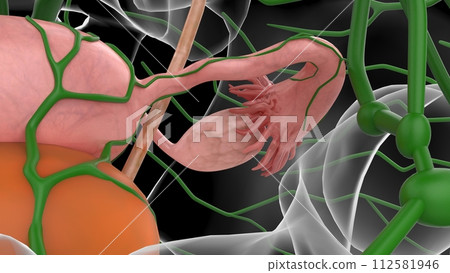 3D Illustration Female Urinary System With Uterus For Medical Concept 3D Illustration Female Urinary System With Uterus For Medical Concept 112581946