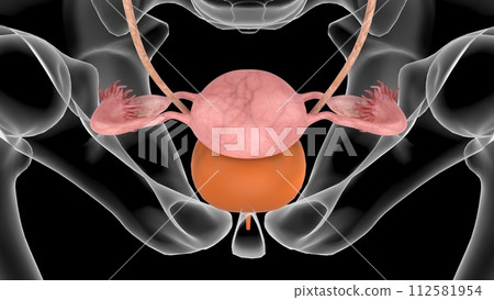 3D Illustration Female Urinary System With Uterus For Medical Concept 112581954