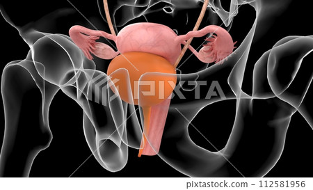 3D Illustration Female Urinary System With Uterus For Medical Concept 3D Illustration Female Urinary System With Uterus For Medical Concept 112581956