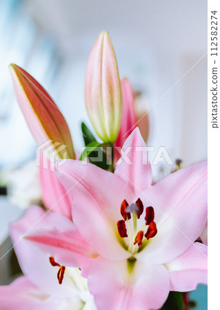 lily flower closeup pink color 112582274