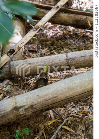 tree roots growing from the ground 112582667