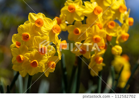 Yellow daffodils 112582702