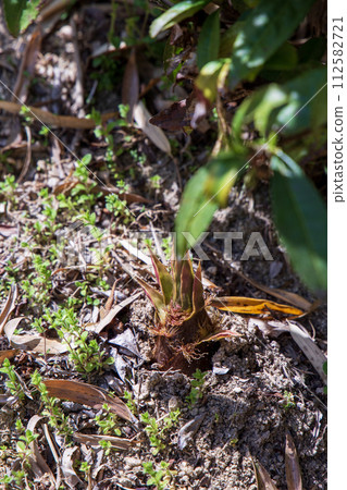 Butterbur sprouts emerging from the soil Butterbur sprouts emerging from the soil 112582721