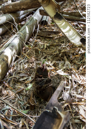 Bamboo shoots growing on fallen trees Bamboo shoots growing on fallen trees 112582723