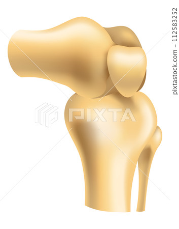 Human joints vector icons for orthopedics and surgery medical design. Vector isolated icon of leg knee or arm and hand joints with cartilage synovial fluid for orthopedics treatment medicine Human joints vector icons for orthopedics and surgery medical design. Vector isolated icon of leg knee or arm and hand joints with cartilage synovial fluid for orthopedics treatment medicine 112583252