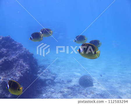 Shigira Beach underwater reef and school of butterflies (copy space) 112583294