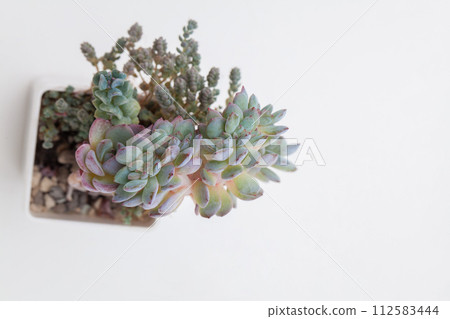 Natural blue color Echeveria flower top view on white background 112583444