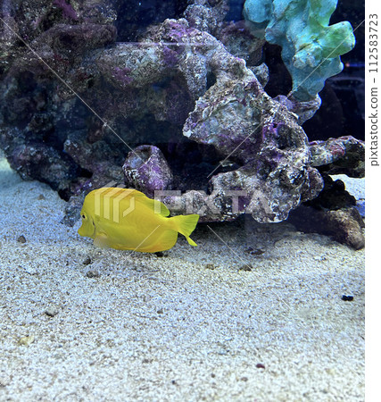 石垣島海底，黃塘 112583723