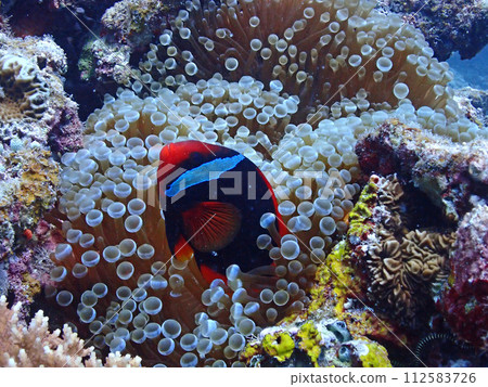 Sea anemones and clownfish on the sea floor of Ishigaki Island Sea anemones and clownfish on the sea floor of Ishigaki Island 112583726