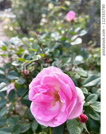 粉紅玫瑰的特寫 粉紅玫瑰的特寫 112583790