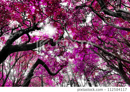 Tree in springtime. 112584117