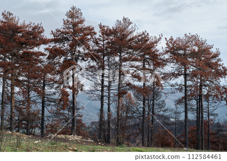 Burnt pine trunk with red needle leaves. Burnt pine trunk with red needle leaves. 112584461