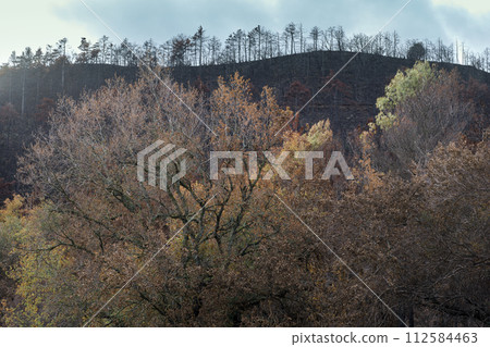 Deciduous tree leaves in autumn. Deciduous tree leaves in autumn. 112584463