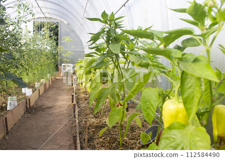 Big glasshouse with yellow ripe bell pepper fruits hanging on plants 112584490