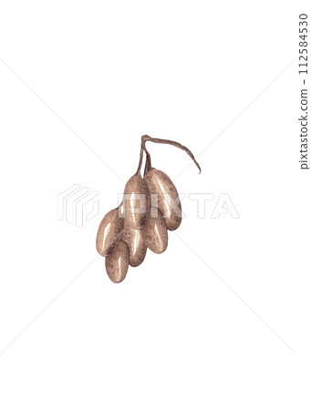 Lady finger grapes. Bunch of berries. Isolated watercolor illustration Lady finger grapes. Bunch of berries. Isolated watercolor illustration 112584530
