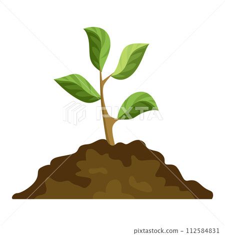 Stage of tree growth. Small tree growth with green leaf and branches. Illustration of business cycle development Stage of tree growth. Small tree growth with green leaf and branches. Illustration of business cycle development 112584831