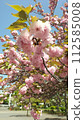 Cherry tree in full bloom  112585008