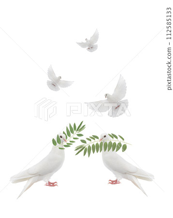 white doves with olive branch isolated on white 112585133